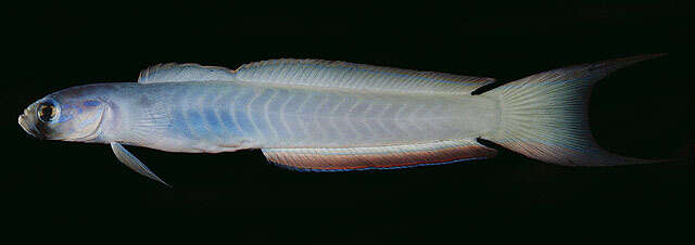 Image of Lyre-tail dart goby