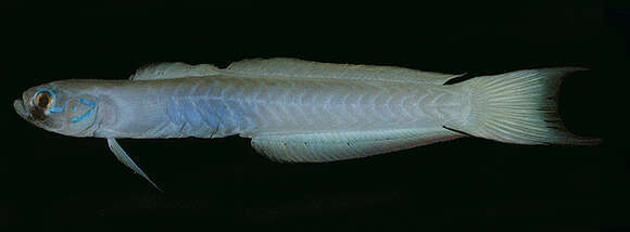 Image of Lyre-tail dart goby