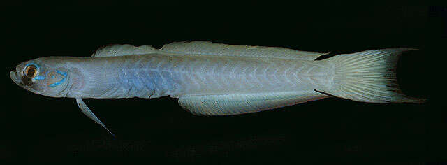 Image of Lyre-tail dart goby