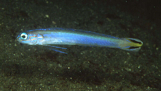 Image of Bandtail dartfish