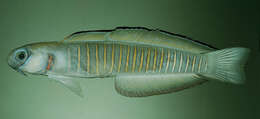 Image of Chinese zebra goby