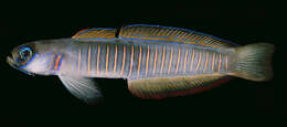 Image of Chinese zebra goby