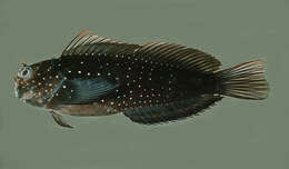 Image of Blackblotch blenny