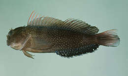 Image of Blackblotch blenny