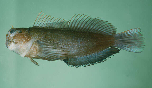 Image of Blackblotch blenny