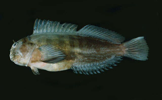 Image of Blackblotch blenny