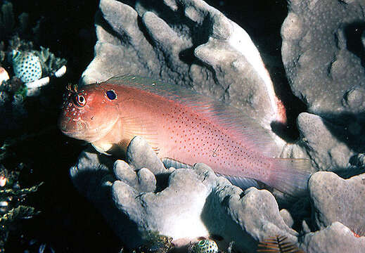 Image of Black-spot eye-lash blenny