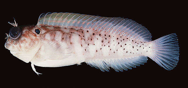 Image of Black-spot eye-lash blenny