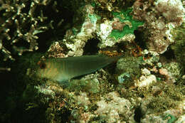 Image of Chestnut Blenny