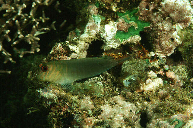 Image of Chestnut Blenny