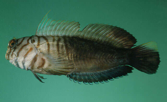 Image of Chestnut Blenny