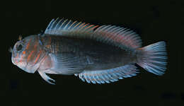 Image of Chestnut Blenny