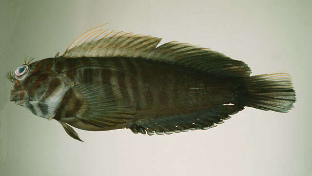 Image of Chestnut Blenny