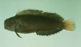 Image of Chestnut Blenny