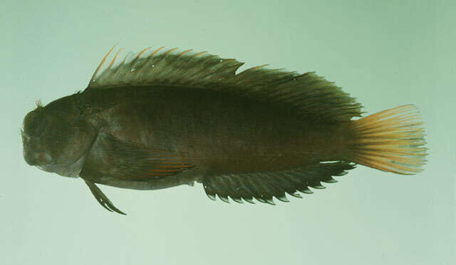 Image of Chestnut Blenny