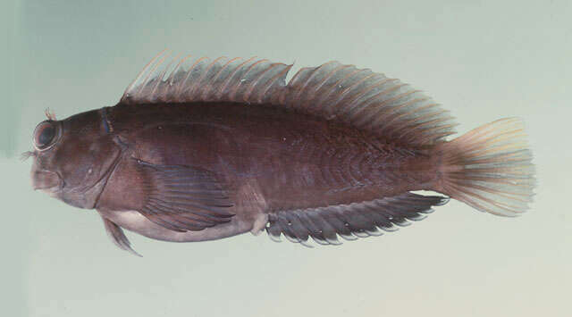 Image of Chestnut Blenny