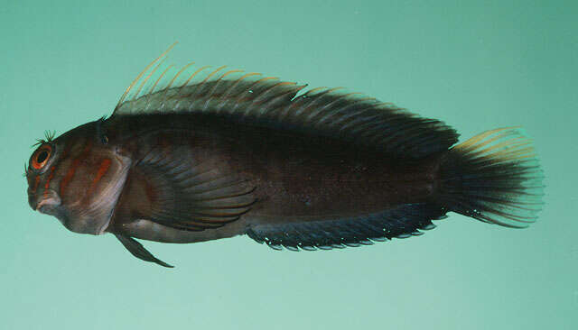 Image of Chestnut Blenny