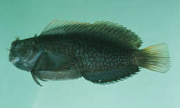 Image of Chestnut Blenny