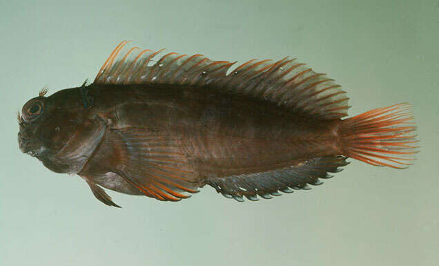 Image of Chestnut Blenny