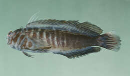 Image of Chestnut Blenny