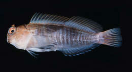 Image of Chestnut Blenny