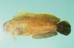 Image of Lady Musgrave blenny