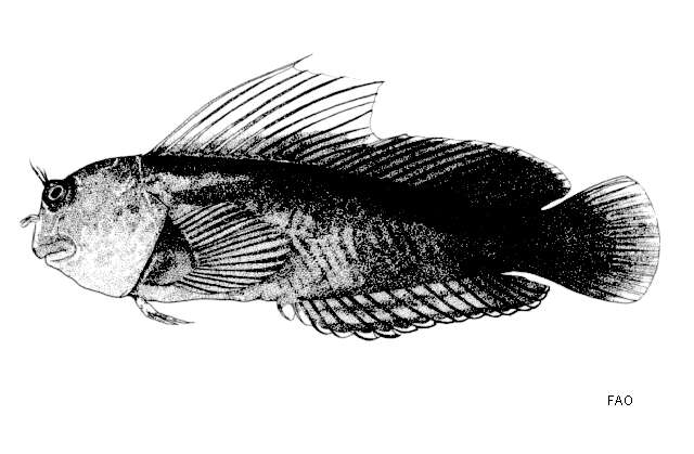 Image of Filamentous Blenny