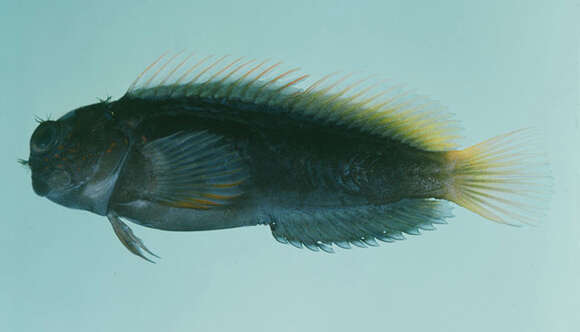 Image of Filamentous Blenny