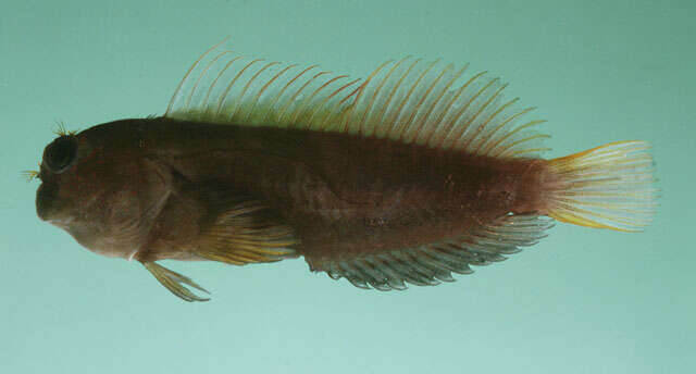 Image of Filamentous Blenny