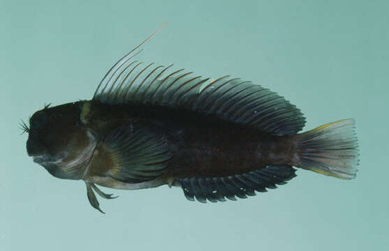 Image of Filamentous Blenny