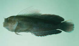 Image of Filamentous Blenny