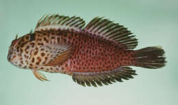 Image of Dusky spotted blenny