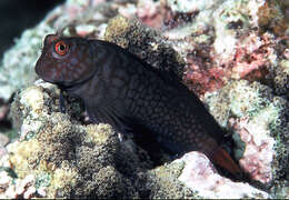 Image of Imitator blenny