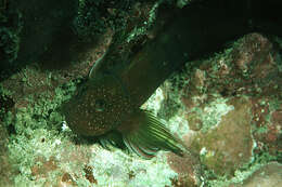 Image of Gargantuan blenny