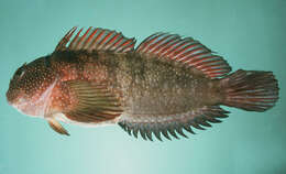 Image of Gargantuan blenny