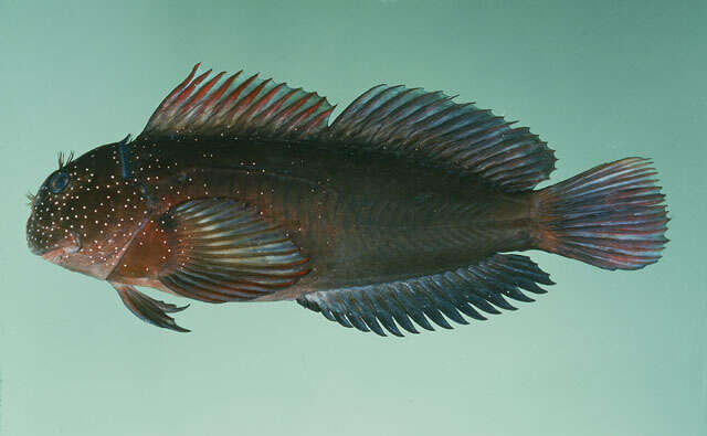 Image of Gargantuan blenny