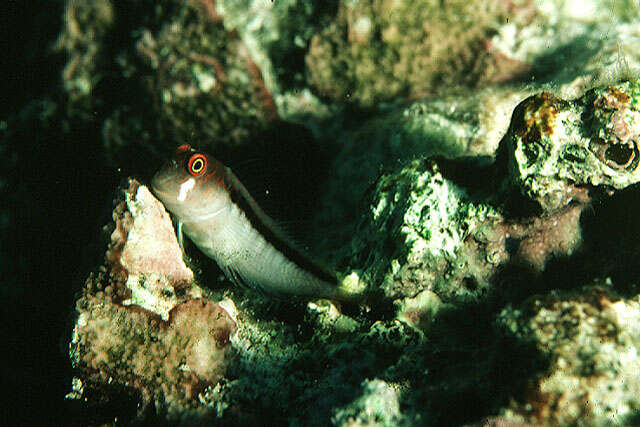 Image of Barred Blenny