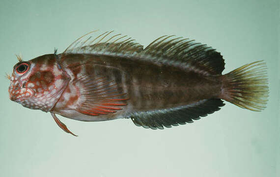 Image of Barred Blenny