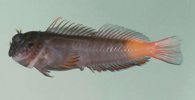 Image of Dotted-line blenny