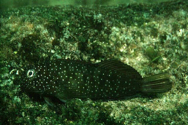 Image of Dotted-line blenny