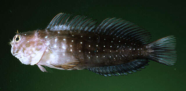 Image of Dotted-line blenny