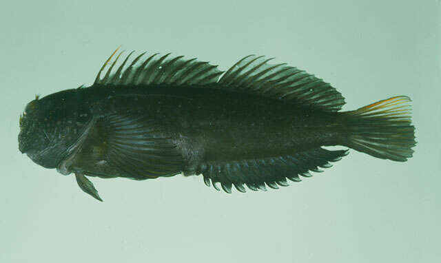 Image of Dotted-line blenny