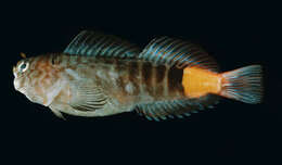 Image of Dotted-line blenny