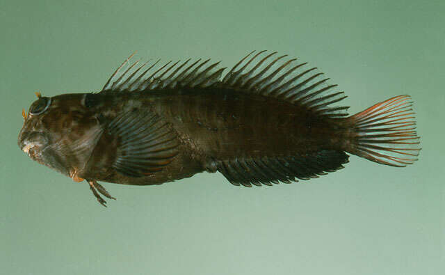 Image of Dotted-line blenny