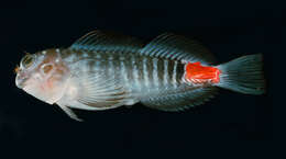 Image of Dotted-line blenny