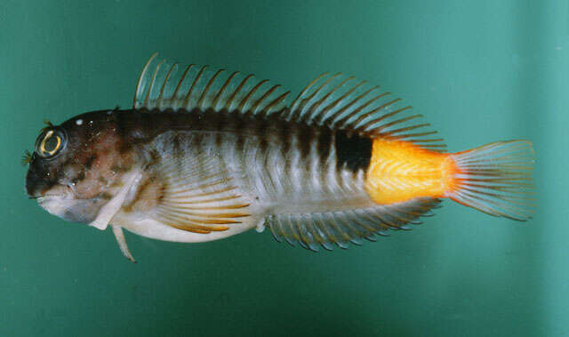 Image of Dotted-line blenny