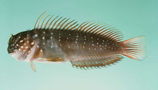 Image of Dotted-line blenny