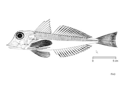 Image of East Atlantic Red Gurnard