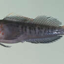 Image of Cargados Coral Blenny