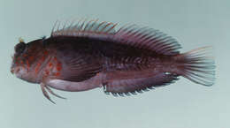 Image of Cirripectes randalli Williams 1988